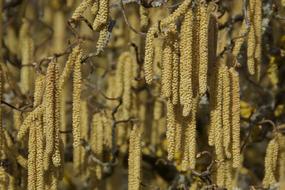 Plant Nature Growth Close