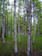 Wood Nature Landscape