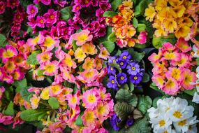 Flower Primrose Primula