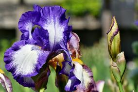 Iris Iridaceae Blue Spring