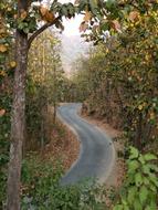 Nature Tree Outdoors