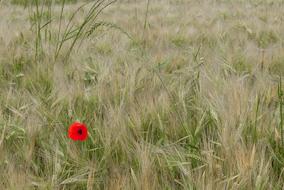 Poppy Fields Wheat