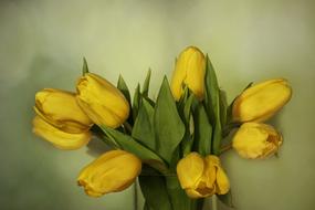 Nature Flowers Spring