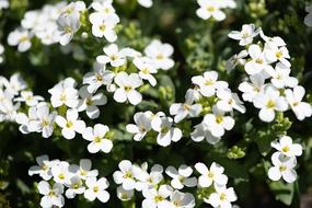Cushion Flowers White