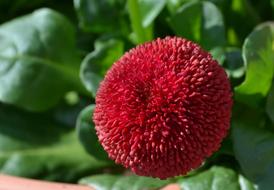 Leaf Nature Plant