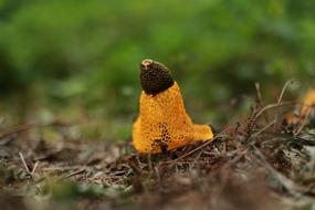 Mushroom Nature Yellow
