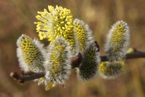 Nature Plant Flower Close