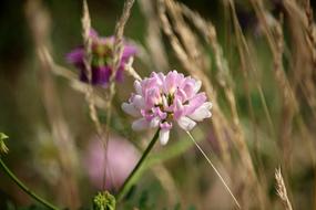 Klee Grasses Plant