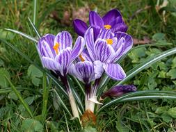 Crocus Schwertliliengewaechs