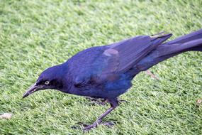 Dark blue Quiscalus palustris