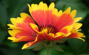 Flower Nature Plant