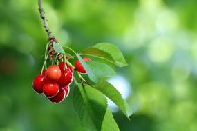 Cherries Fruit Mature
