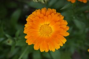 Nature Flower Plant