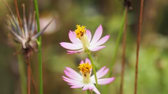 Nature Flower Flora