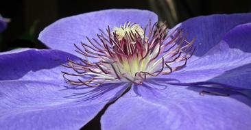 Flower Clematis Blue