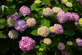 Hydrangea Flower Blossom