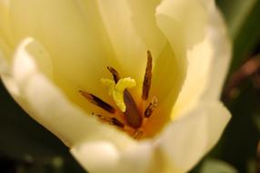 Flower Nature Wild Flowers