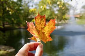 Fall Nature Leaf
