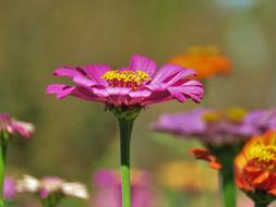many plants on the stem