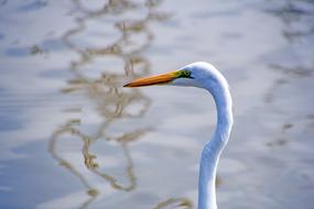 Birds Body Of Water Nature