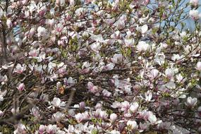 Flower Tree Branch
