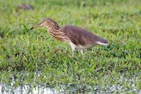 Nature Wildlife Bird