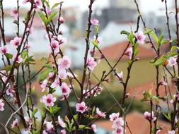 Peach-Tree San Andrés Y Sauces