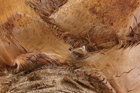 Hummingbird Nest Nature