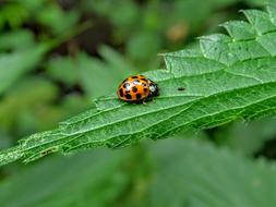 Ladybug Nature Green