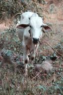 white cow in the forest