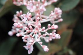 Plant Botanical Flower