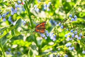 Butterfly Nature