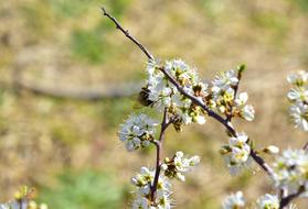 Nature Plant Flower