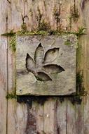 Wood Leaf Nature