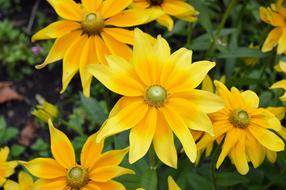 Flower Rudbeckia Hirta Green Eyes