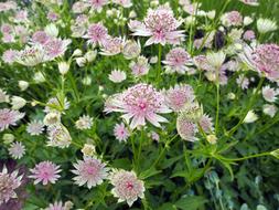 Flower Astrantia Major