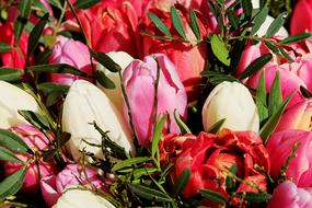 Bouquet Tulip Flowers