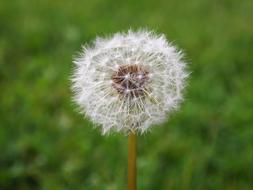 Flower Seed Dandelion