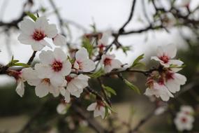 Flower Almond Tree