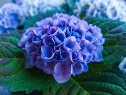 Flower Blossom Bloom