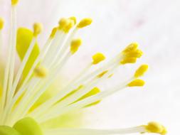 Flower Blossom Bloom