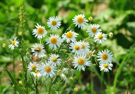 Chamomile Meadow Herb