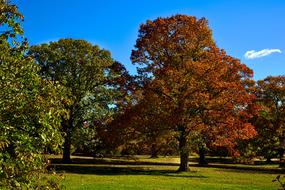 Tree Leaf Nature