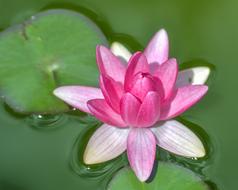 Water Lily Flower Leaf