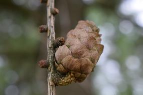 Cone Tree Nature The