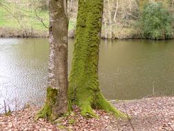 Body Of Water Nature Tree