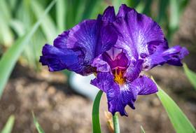 Iris Violet Flower