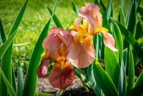orange flower with leaves is beautiful