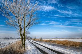Nature Tree Landscape
