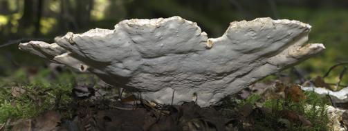 Mushroom Bottom Low Angle Shot